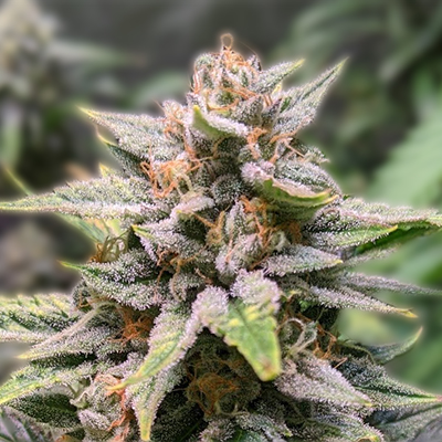 Exploring the World of Marijuana Seeds Arkansas