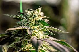 Exploring the World of Marijuana Seeds Arkansas