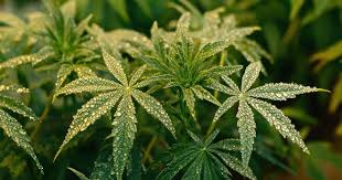 Discovering Cheap Cannabis Seeds Quality Meets Affordability